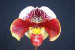Paph. Hung Sheng Twinkling 'Bear-1' 