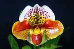 Paph. Menmoria Sabrina Mark 'Bear' 