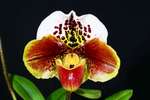 Paph. Tree Of Enzan 'Bear-6'
