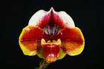 Paph. Tree Of Reminiscence