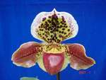 Paph. Waipunga 'Bear-16' 