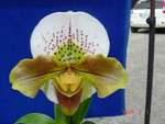 Paph. Yi-Ying Colorful Clouds 'Bear-2'
