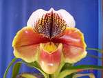 Paph. Ying Twinkling Star 'Bear-2'
