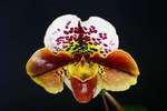 Paph. (Paph. Dolce Vita x Paph. Lancer) 'Bear' 