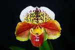 Paph. Hung Sheng Fiesta 'Bear-1' 