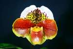 Paph. (Paph. Frank Pearce x Paph. Tokyo Excellence) 'Bear' 