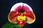 Paph. Hung Sheng Giant 'Bear' 