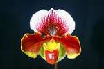 Paph.Hung Sheng Szabo 'Bear-1' 