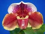 Paph. (PKimura's Red x Paph. Tree Of Motoo)