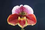 Paph. (Paph. Maniac x Arafura Sea) 'Bear' 