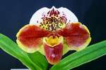Paph. Hung Sheng Waip 'Bear' 