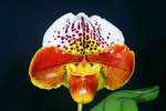 Paph. {(Via Figueroa x Sandhill) x Future World} 'Bear-1'