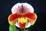 Paph. {(Via Figueroa x Paph. Sandhill) x Future World} 'Bear'