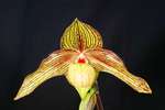 Paph. Harold Koopowitz 'Bear-3'