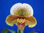 Paph. Yi-Ying Colorful Clouds 'Bear-1' 