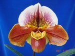 Paph. (Huntava x Bromka)