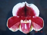Paph. (Lippestern x Richardson) 'Bear-16' 