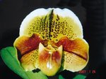 Paph. Stormy Weather 'Bear-25' 