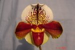 Paph. Provocatio 'Bear'