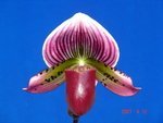 Paph. Shin-Yi Heart 'Bear-3'