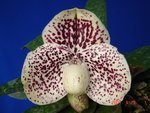 Paph. Otogozen 