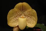 Paph. Wellesleyanum 'Bear-1'  