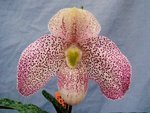 Paph. Wossner Vietnam Beauty 'Bear-1'   