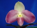 Paph. Wossner Vietnam Bell 