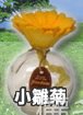 日本元藏陶花香氛瓶 MOTOKURA-小雛菊