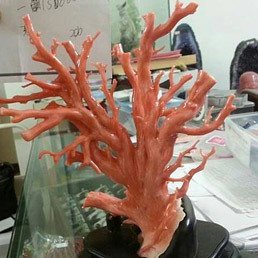 珊瑚收購