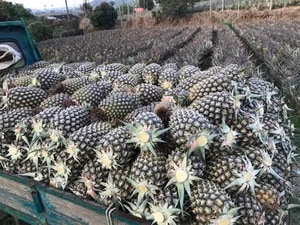  【臺南關廟】鳳梨採果體驗