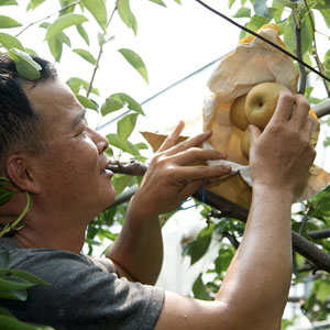 食譜教學：冰糖燉水梨