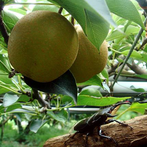 食譜教學：水梨果醬