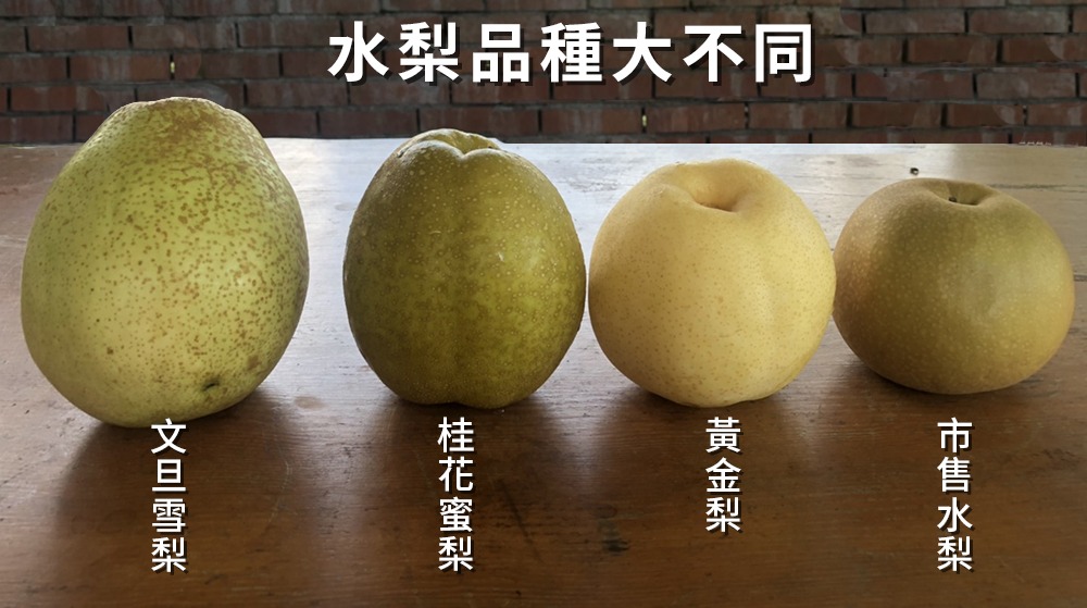 旺宏農場- 水梨, 蜜梨, 豐水梨, 寶島甘露梨, 農藥殘留檢驗合格水梨，水梨禮盒，新鮮宅配到家::線上訂購::7L文旦雪梨(水梨)28粒裝