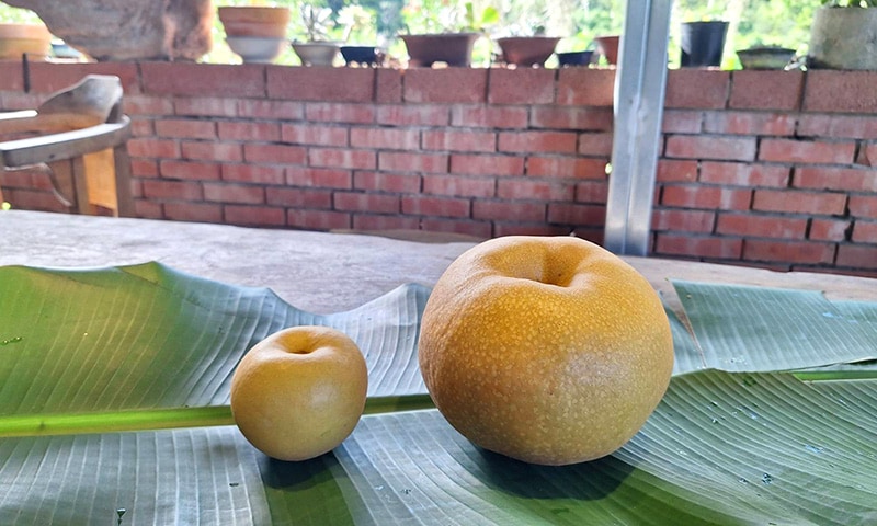 大大梨