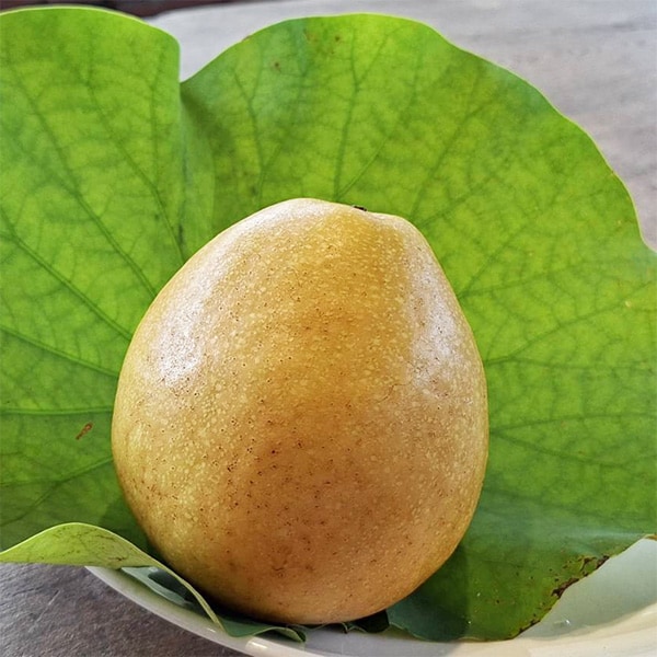 水晶蜜梨