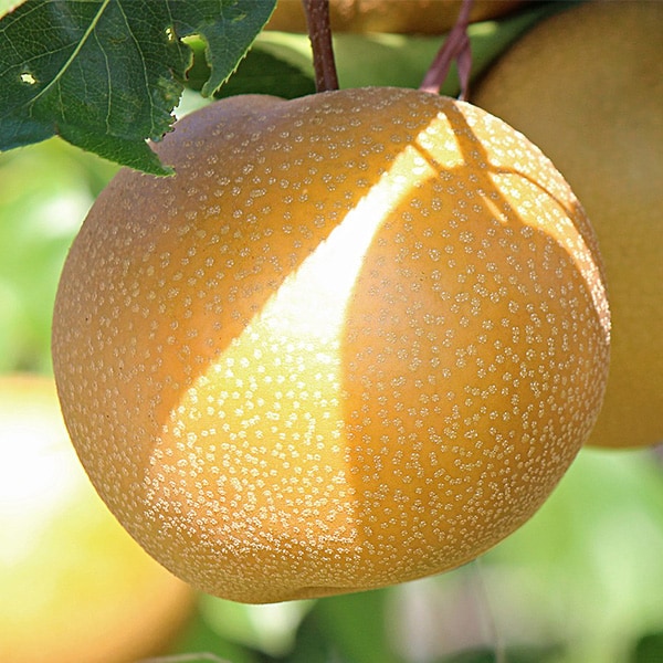 新月蜜梨