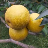 【已售完】9L豐水梨(水梨)24粒裝第2張小圖