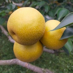 【缺貨中】8L豐水梨(水梨)16粒裝