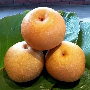 【預購中】9L新月蜜梨(水梨)12粒裝