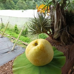 【預購中】6L黃金梨(水梨)6粒裝