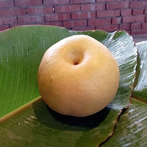 【熱銷中】26A寶島甘露梨(水梨)12粒裝 分享號