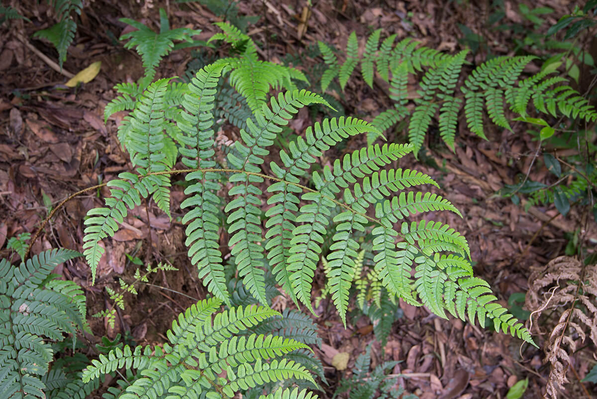 11.黑足鱗毛蕨，生於疏林下。-1