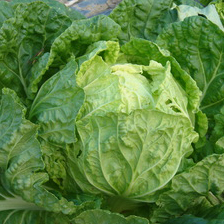 高麗菜