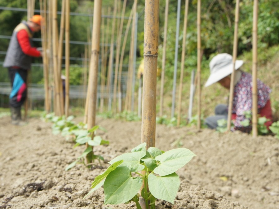 2016-3-9 野菜セット