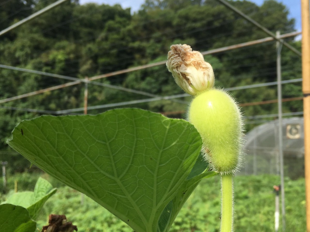 2016-8-17 野菜セット