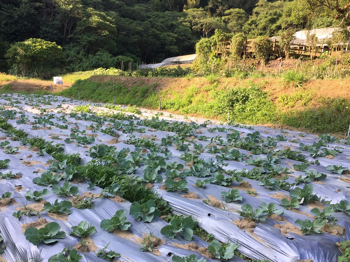 2018-10-3 野菜セット