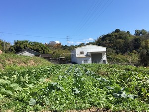 2019-2-13 野菜セット