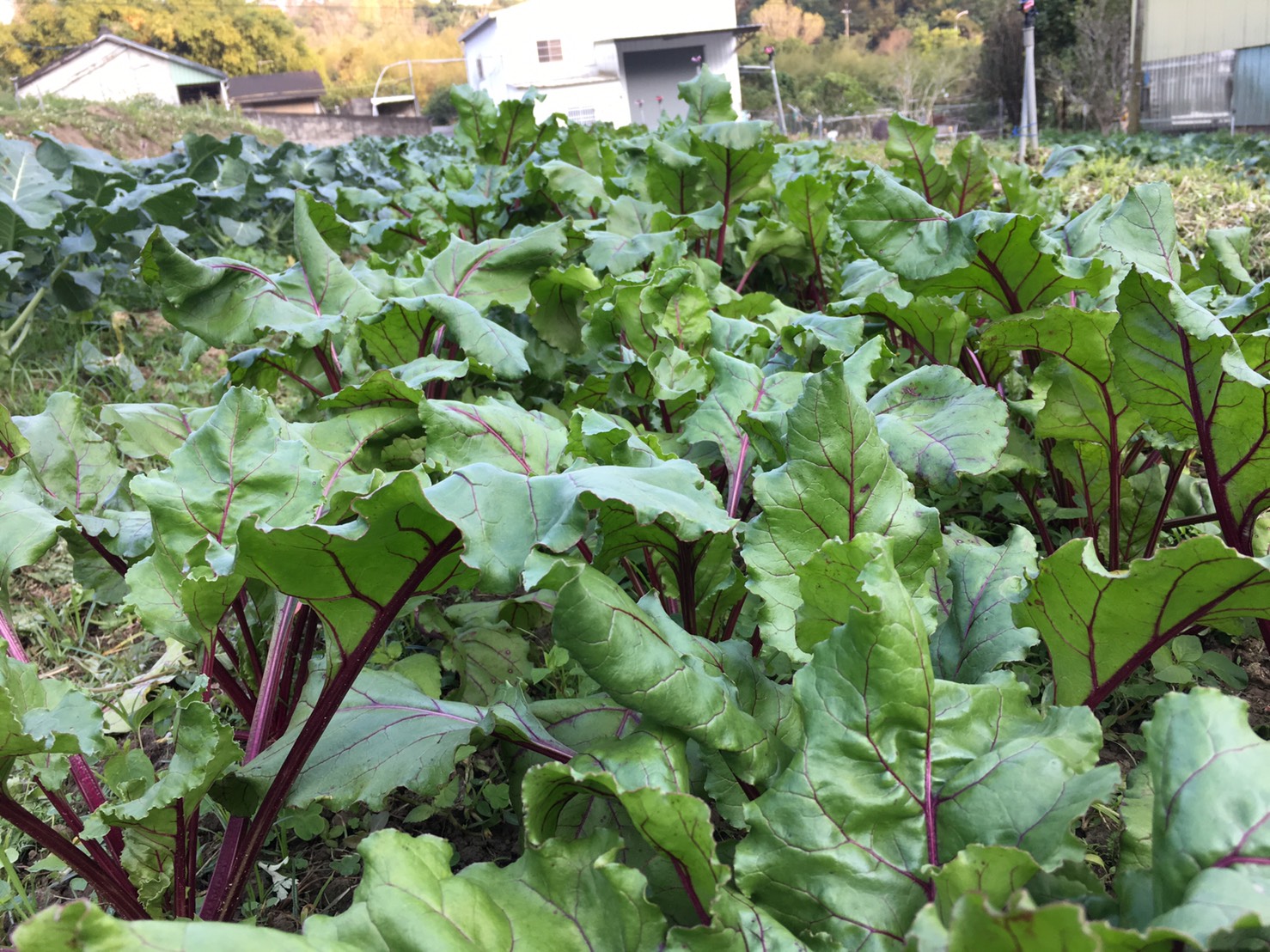 2019-2-27 野菜セット