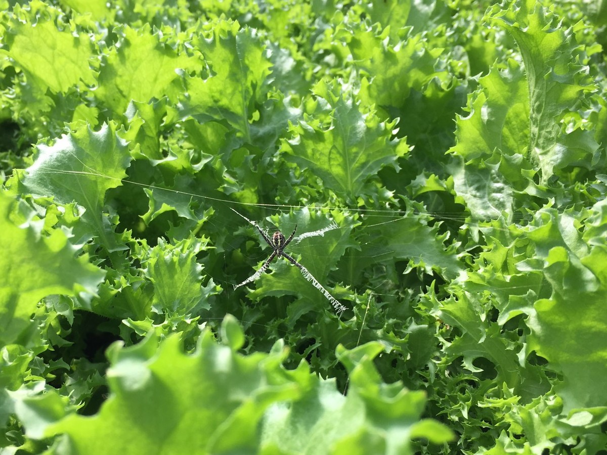 2019-3-6 野菜セット